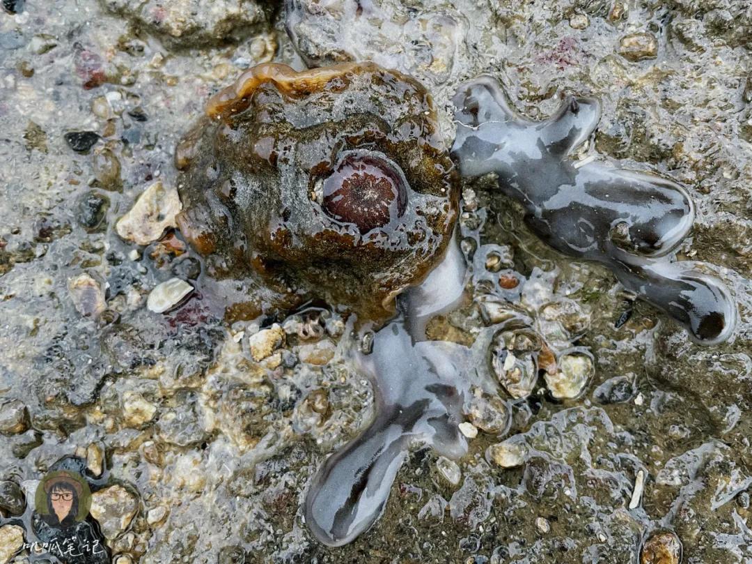 鼓浪屿赶海抓虫,鼓浪屿赶海佛手螺