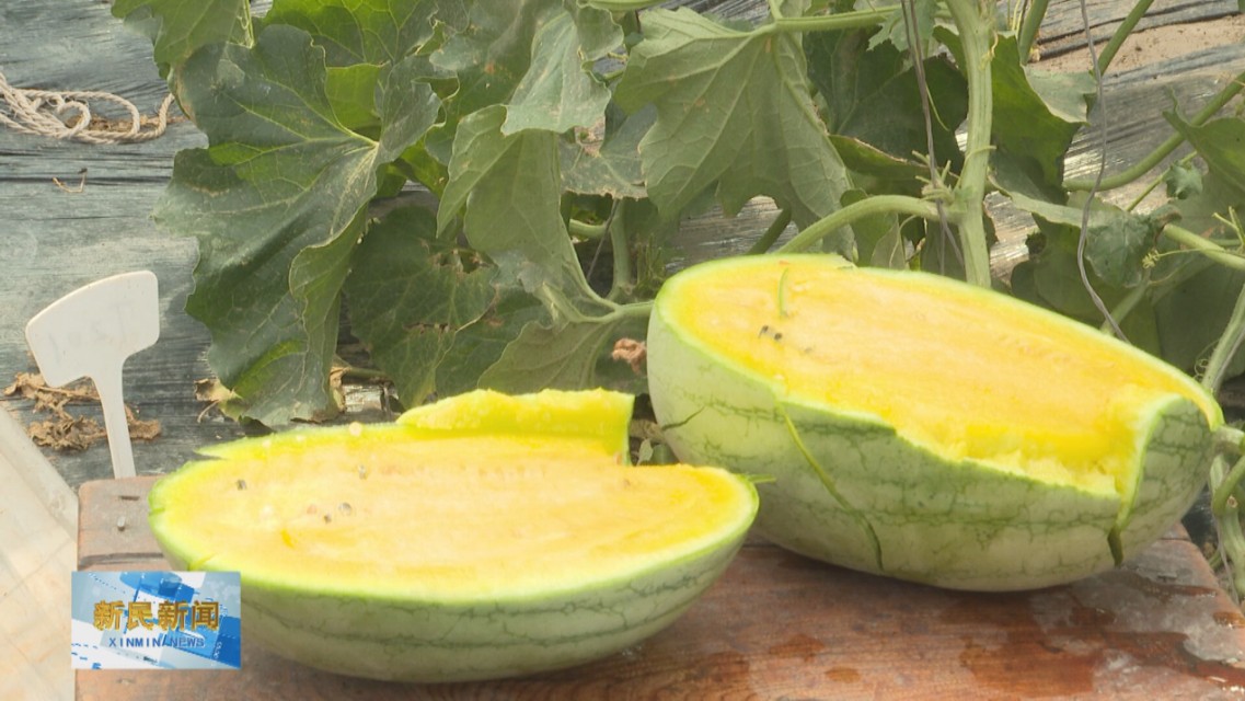 全国种植西甜瓜,辽宁甜瓜种植方法