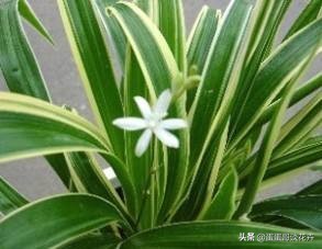 吊兰发软黄叶怎么办,吊兰软塌塌的怎么办