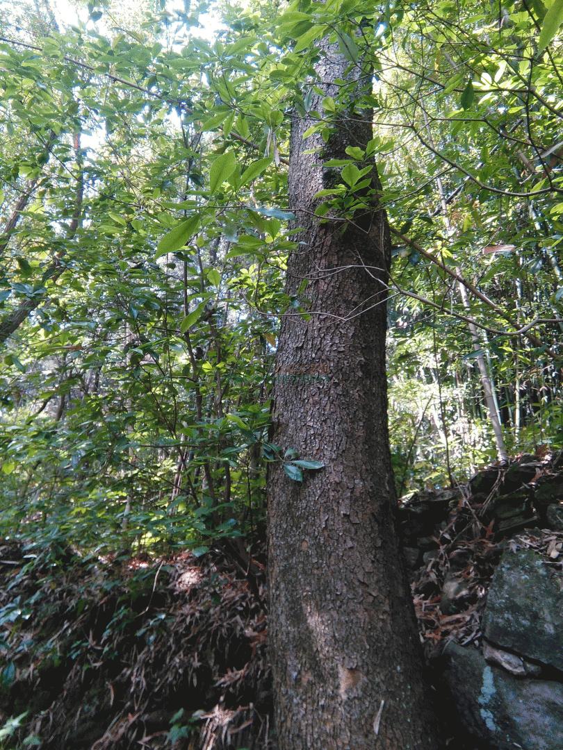 常见木材的种类档次,常见木材的种类简介及图片