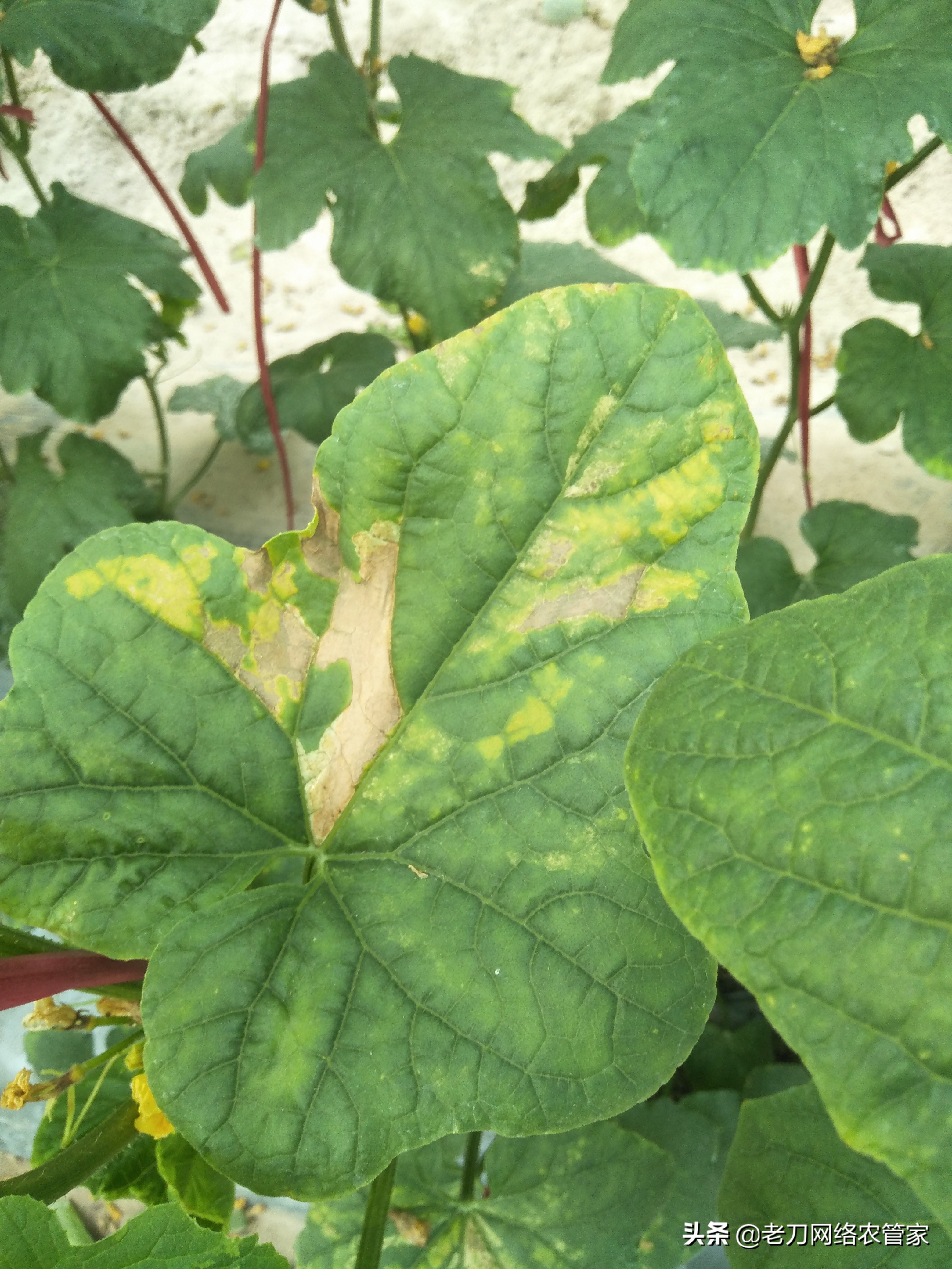 网纹甜瓜果实药害,梢瓜霜霉病防治