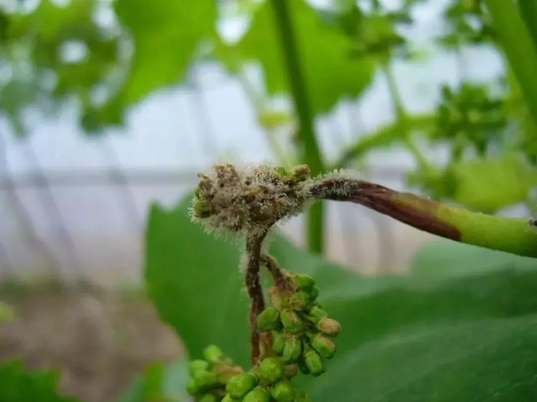涨知识了最热的葡萄品种都在这里,涨知识冬虫夏草