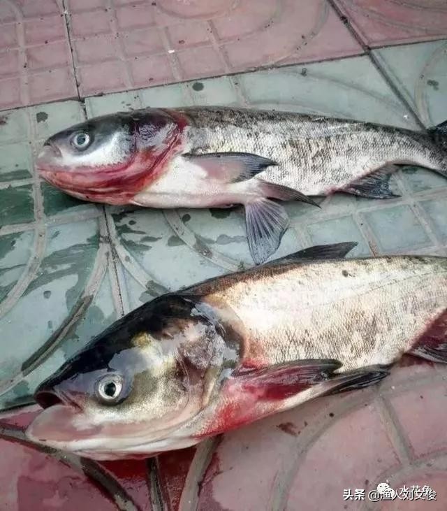 鱼体表粘液增多是怎么回事,鱼粘液起什么作用