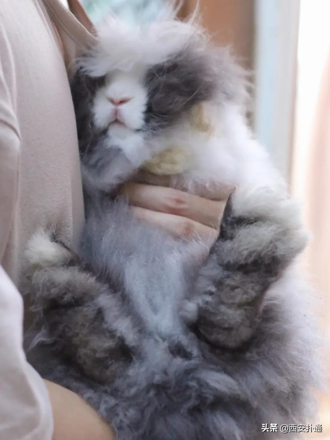 西安有哪些可以撸兔子的店,西安撸兔子的店