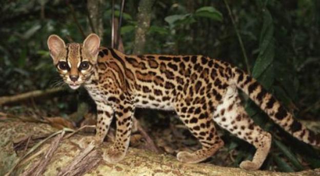 霸气侧漏的猫！可以在树上生活一辈子，想养的是真飘了