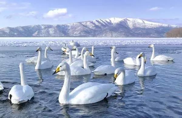 日本美景8k超高清,日本自然人文美景