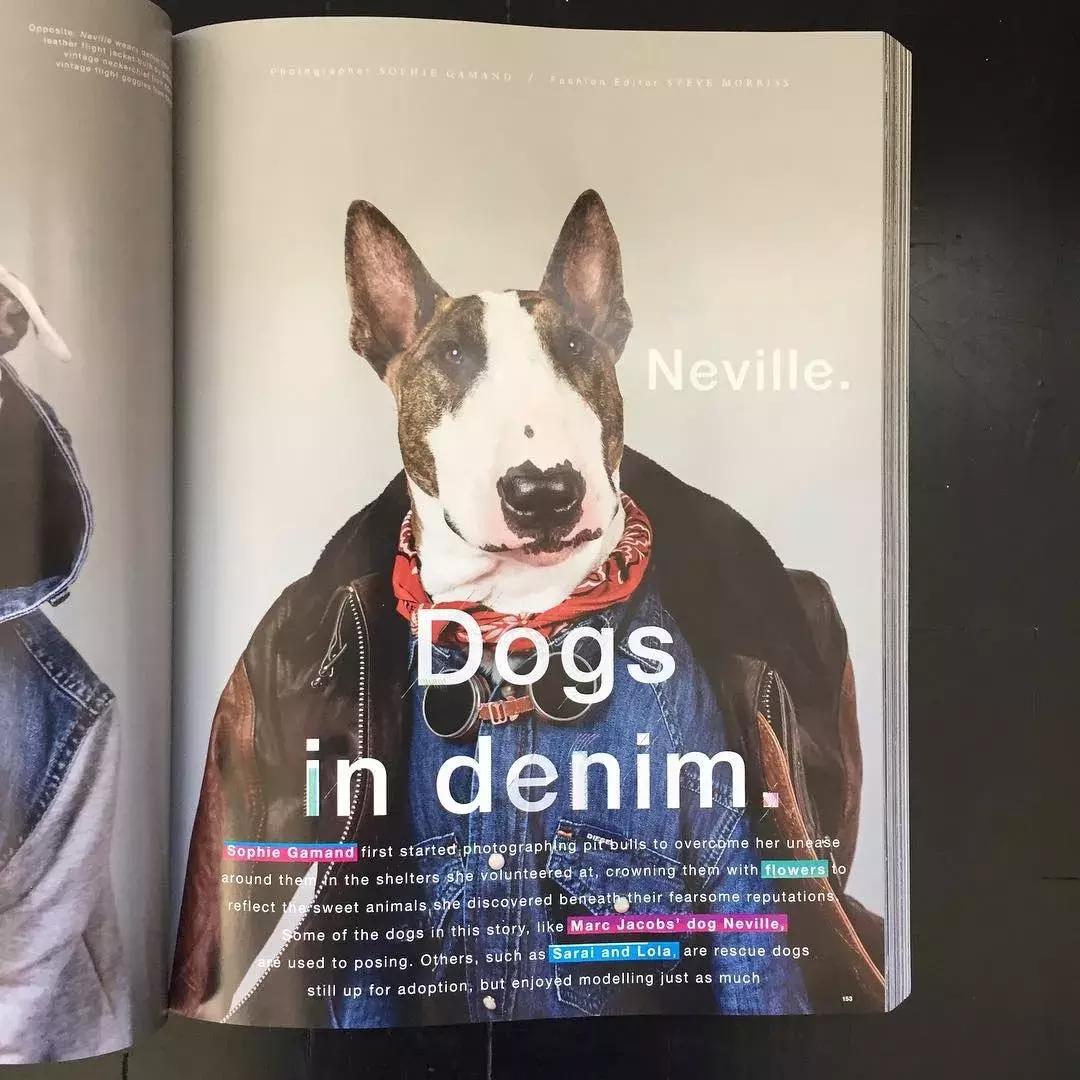 大熊猫一年可以赚钱几个亿,一只猫一年挣3000万