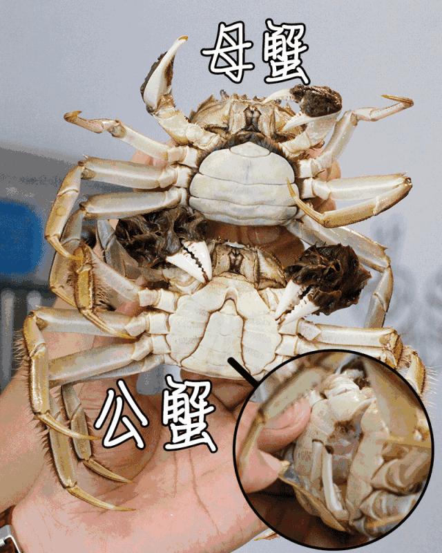 大闸蟹挑选小窍门怎么挑螃蟹,螃蟹怎么挑记住这几点你就是高手
