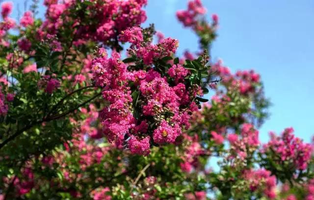 蚧壳虫白粉虱用什么特效药杀死,蚜虫红蜘蛛白粉虱蚧壳虫防治