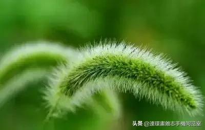 各种花的花语文案,花的花语100种