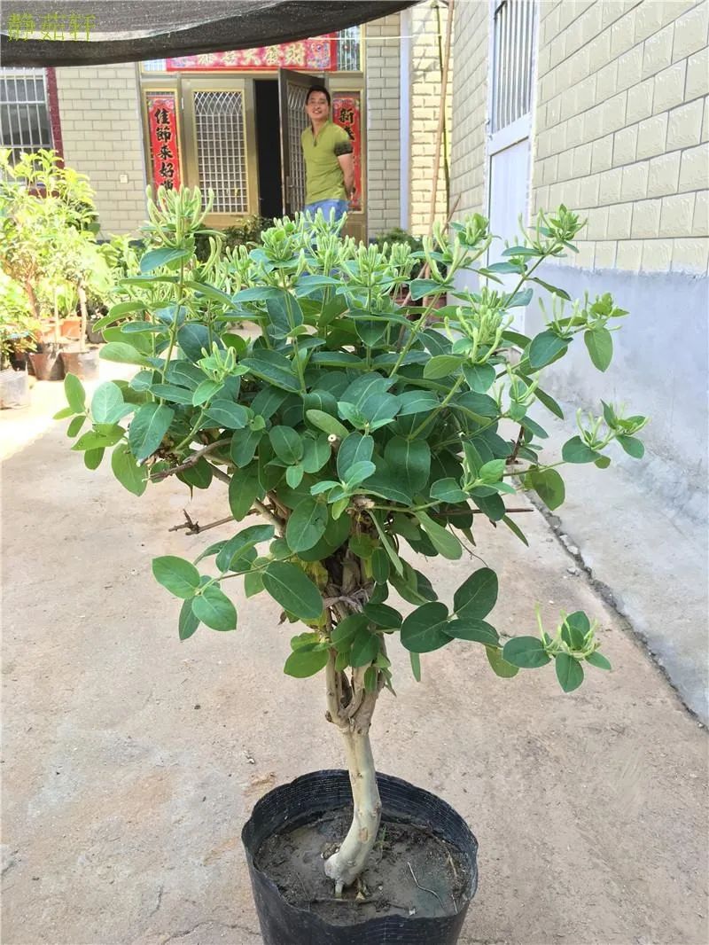 金银花如何养成盆景,金银花的造型盆景