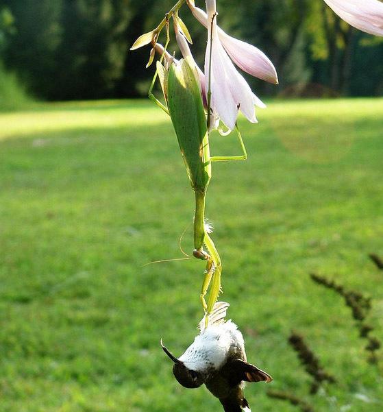 鸟VS螳螂，却被螳螂吃掉！“元芳”你怎么看