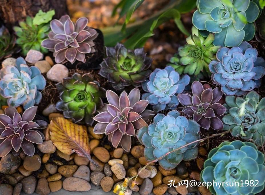 在孔网这片广袤的森林中,有哪些买家深深扎根?