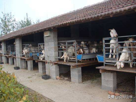 养羊棚舍建造实景图,农村羊舍最简易建造