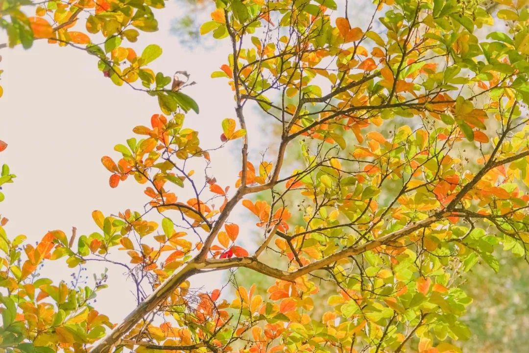 合肥秋季风景打卡地方排行榜,合肥最值得打卡地