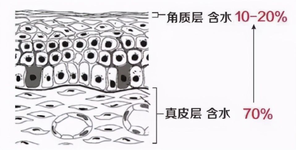 如何才能拥有好的皮肤,怎样才能拥有健康的皮肤