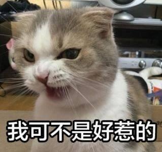 猫咪记仇了怎么化解,我家猫咪超级会掉毛怎么办