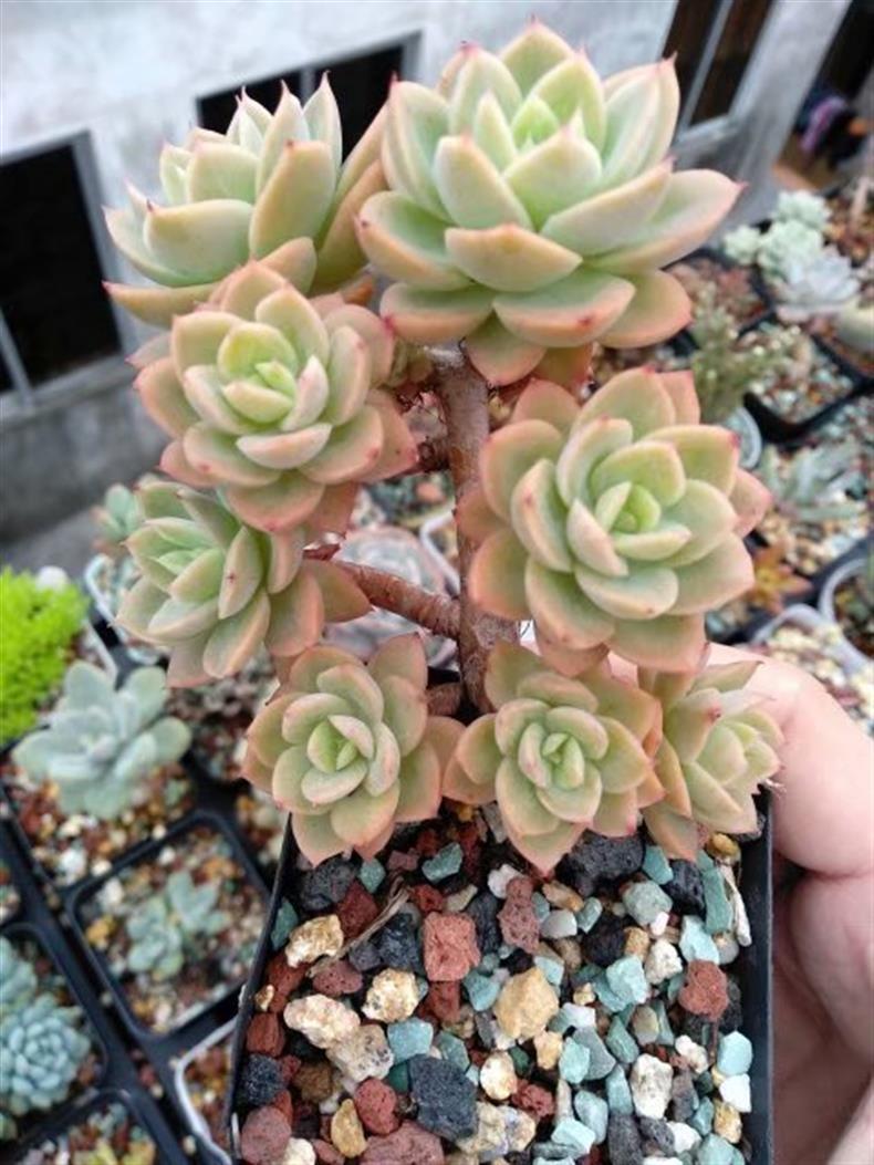 多肉老桩怎样养才粗壮,拇指盆多肉老桩