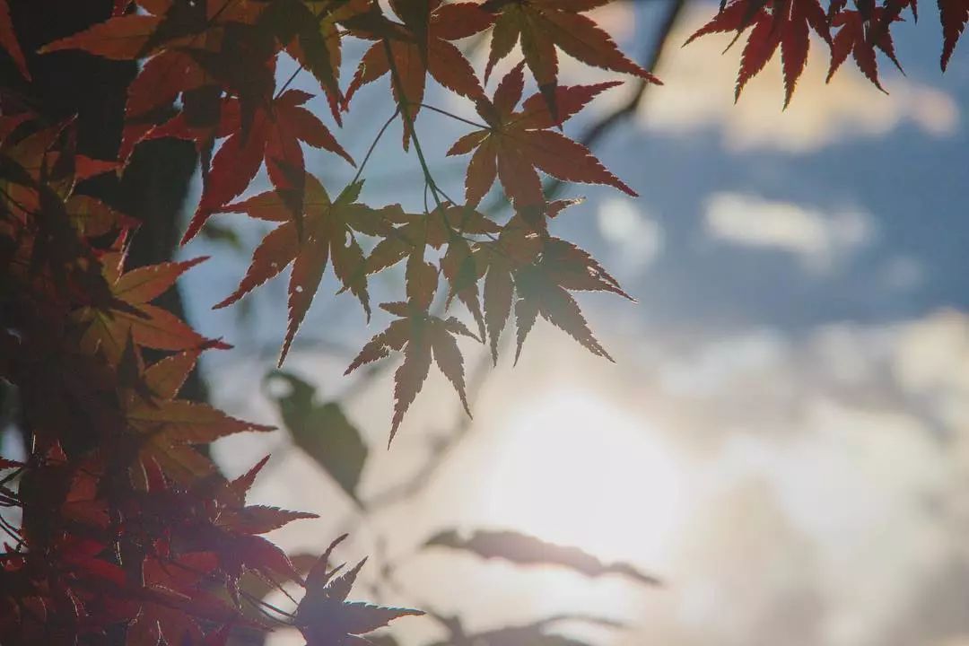 做个‘追枫少女’领略红叶之美！