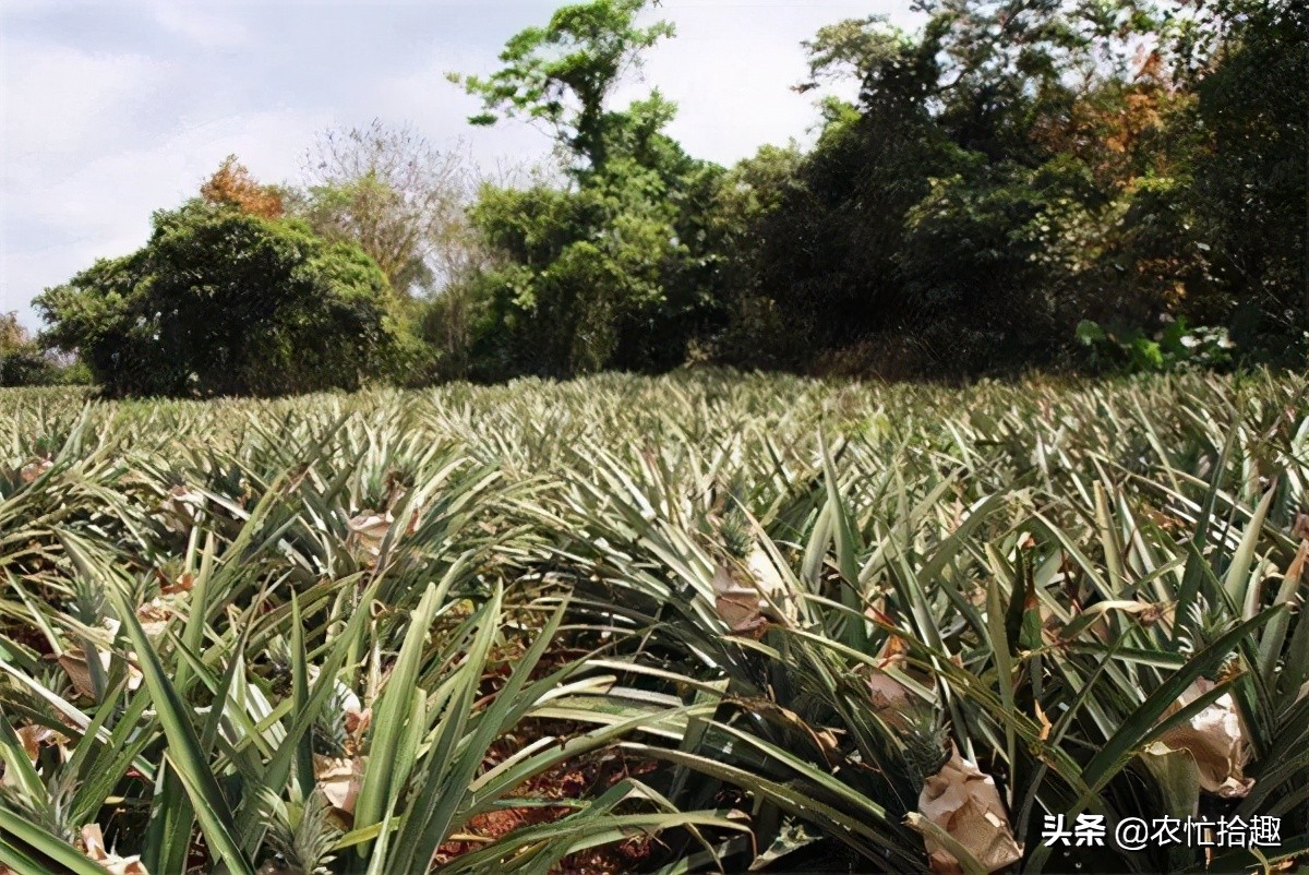 菠萝最新价格是多少钱一斤,现在菠萝还会涨价吗