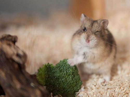 什么仓鼠爱吃西兰花,仓鼠能不能吃绿色的西兰花