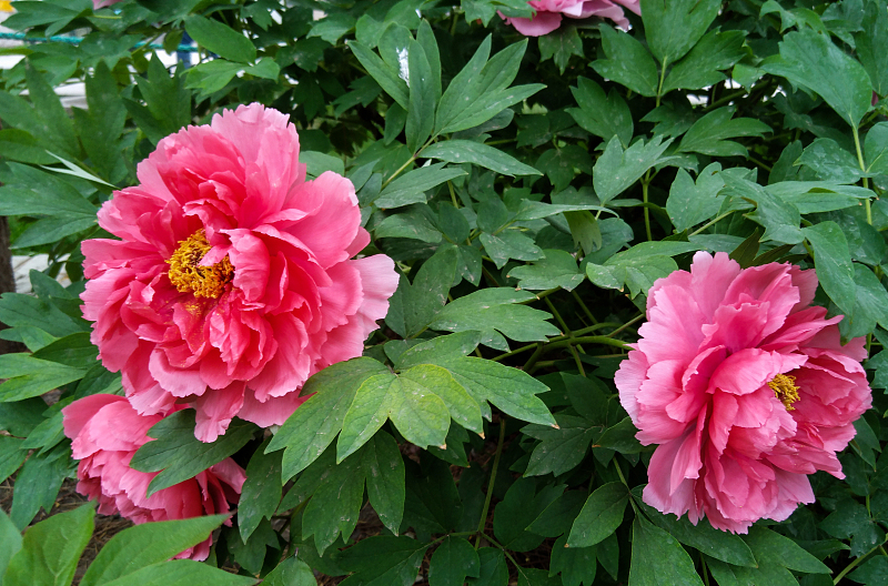 牡丹花能盆栽吗怎么养活,牡丹花适合种植在庭院什么地方