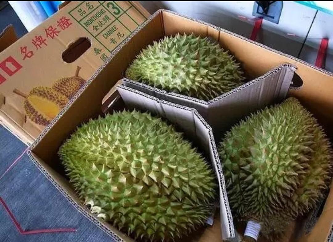 榴莲是不是热带水果之王,热带水果榴莲视频