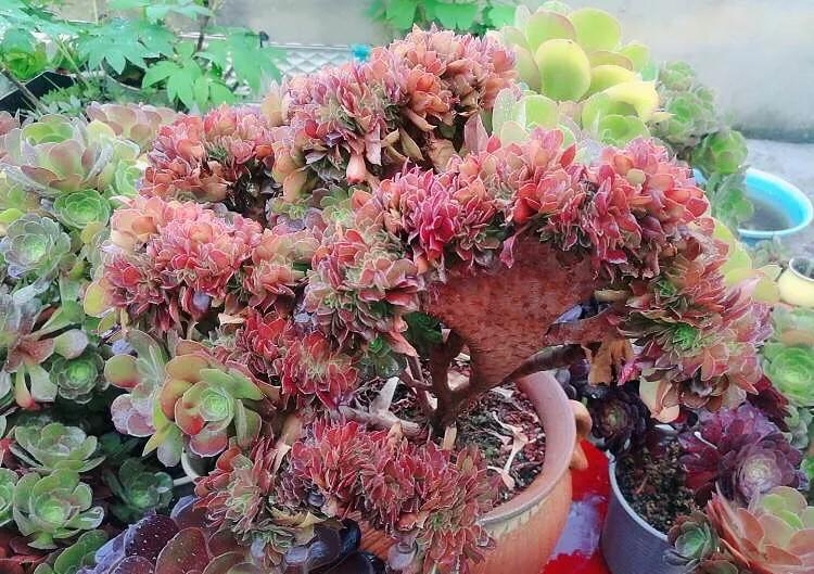 多肉法师韶羞现在能摘心吗,韶羞法师和荷兰玫瑰法师的区别