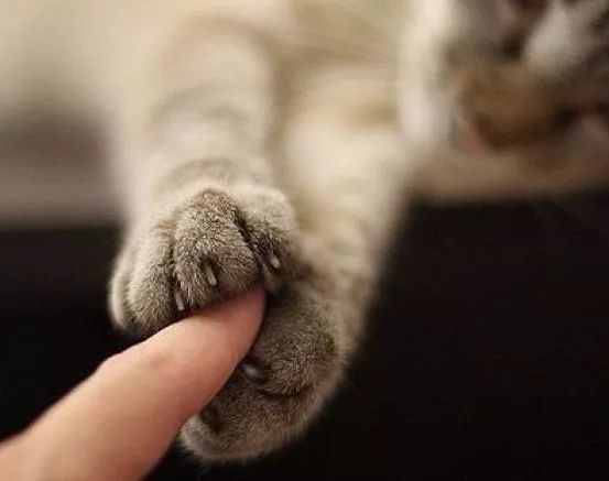 猫咪抓了一下主人一晚上没睡,主人被猫咪抓直流了一点血没事嘛