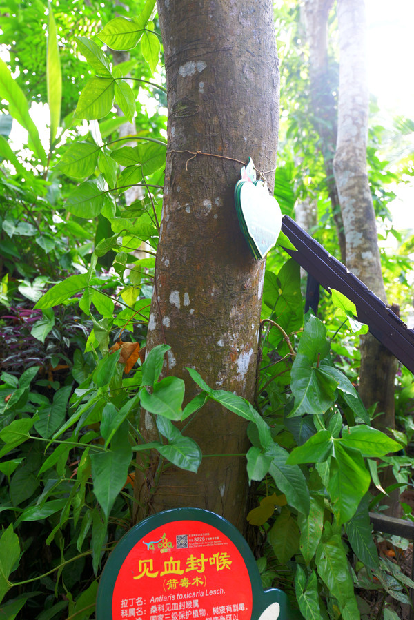 海南呀诺达热带雨林文化旅,三亚诺达雨林旅游攻略