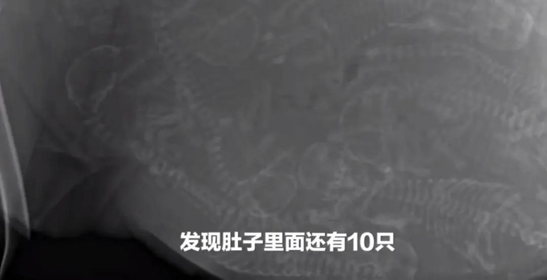 小狗在狗妈妈肚子里发育全过程,狗妈妈肚子里面有小狗宝宝