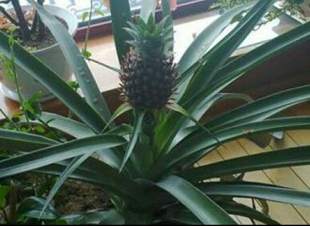 吃完菠萝别扔,吃完菠萝把叶子留下可以种出盆栽