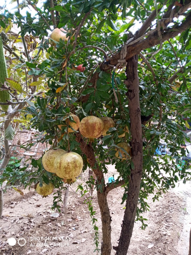 难忘的乡愁老家的味道,难忘的农村老家图片