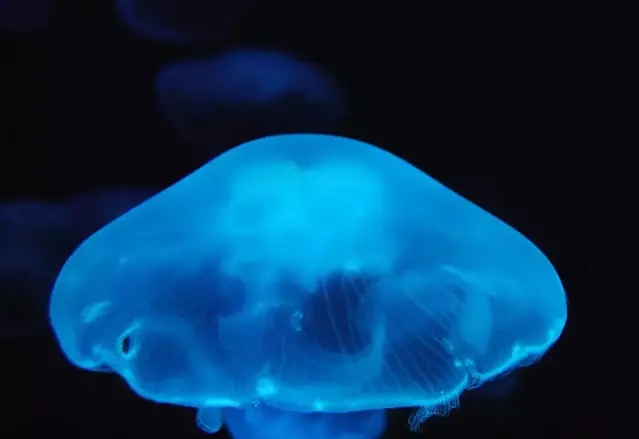 荧光面膜绿灯侠,荧光剂面膜会荧光一辈子吗