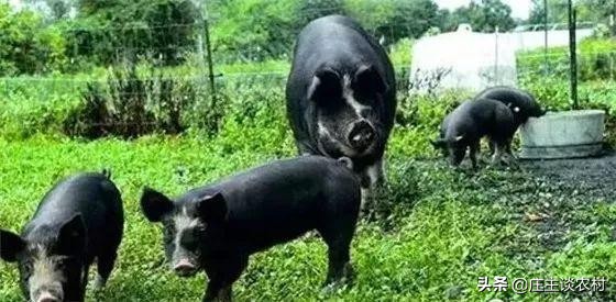 中国市场价格最贵的猪,现实生活中最贵的猪肉多少钱一斤