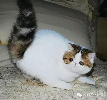 怎么区分加菲猫的品种,纯种加菲猫应该是什么颜色