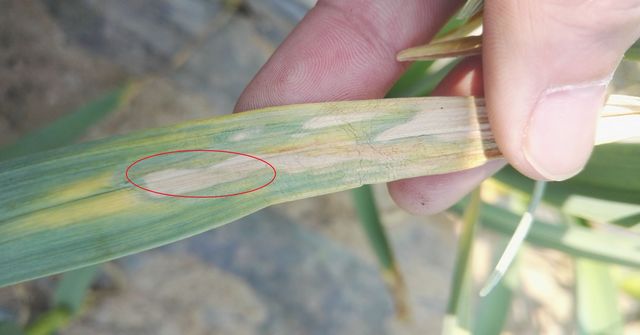 细菌性软腐病大蒜根部会烂吗,治疗大蒜软腐病的首选药剂是