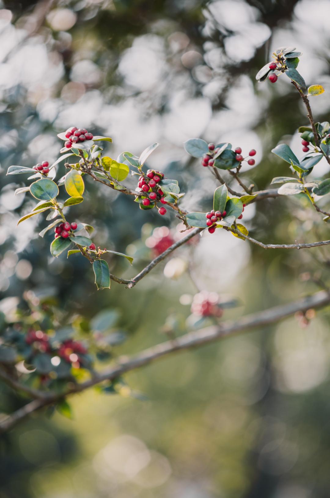 上海最美秋景,上海哪些公园可以拍秋景