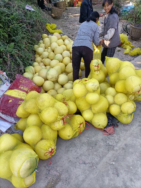 助农优选赣南脐橙,助农崀山脐橙