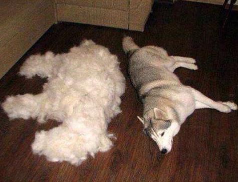 你家狗狗掉毛吗,你知道狗为什么掉毛吗