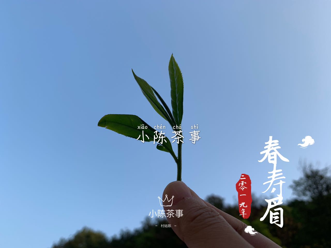 一芽二叶的白牡丹,把芽头取来就是白毫银针,剩下的就是春寿眉?