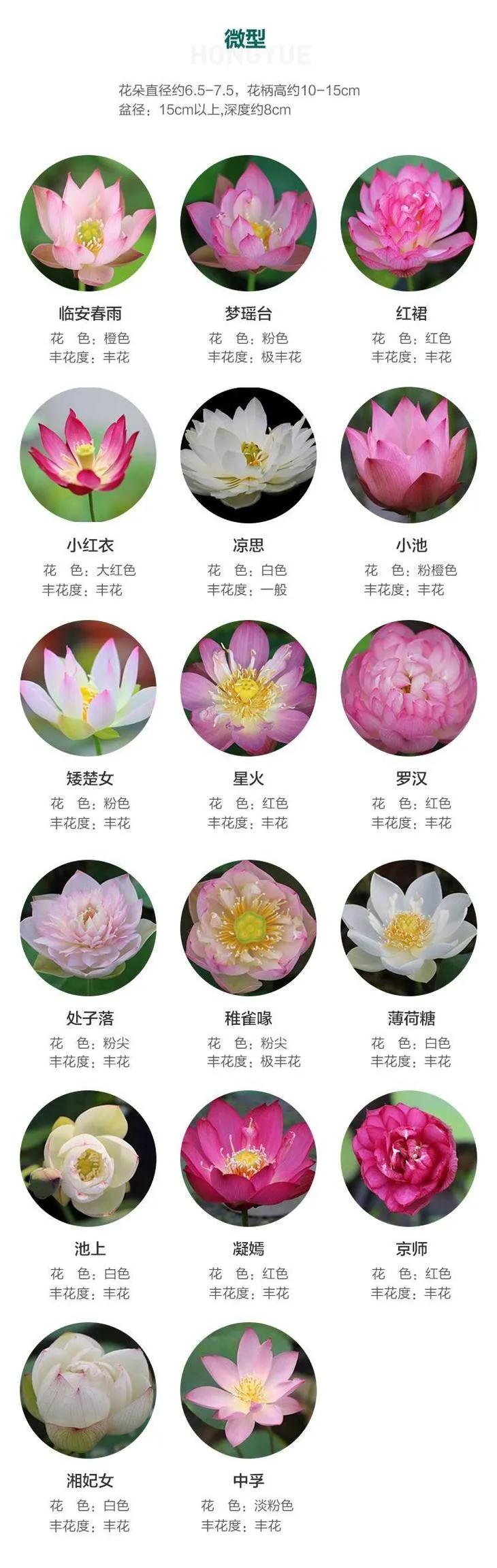 微型丰花碗莲有什么品种,微型碗莲适合种什么花