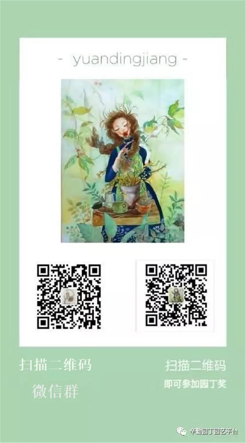 （2021）园丁奖阳台组《008号》星星的花园