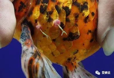 锚头蚤怎么彻底根除,锚头蚤怎么防治