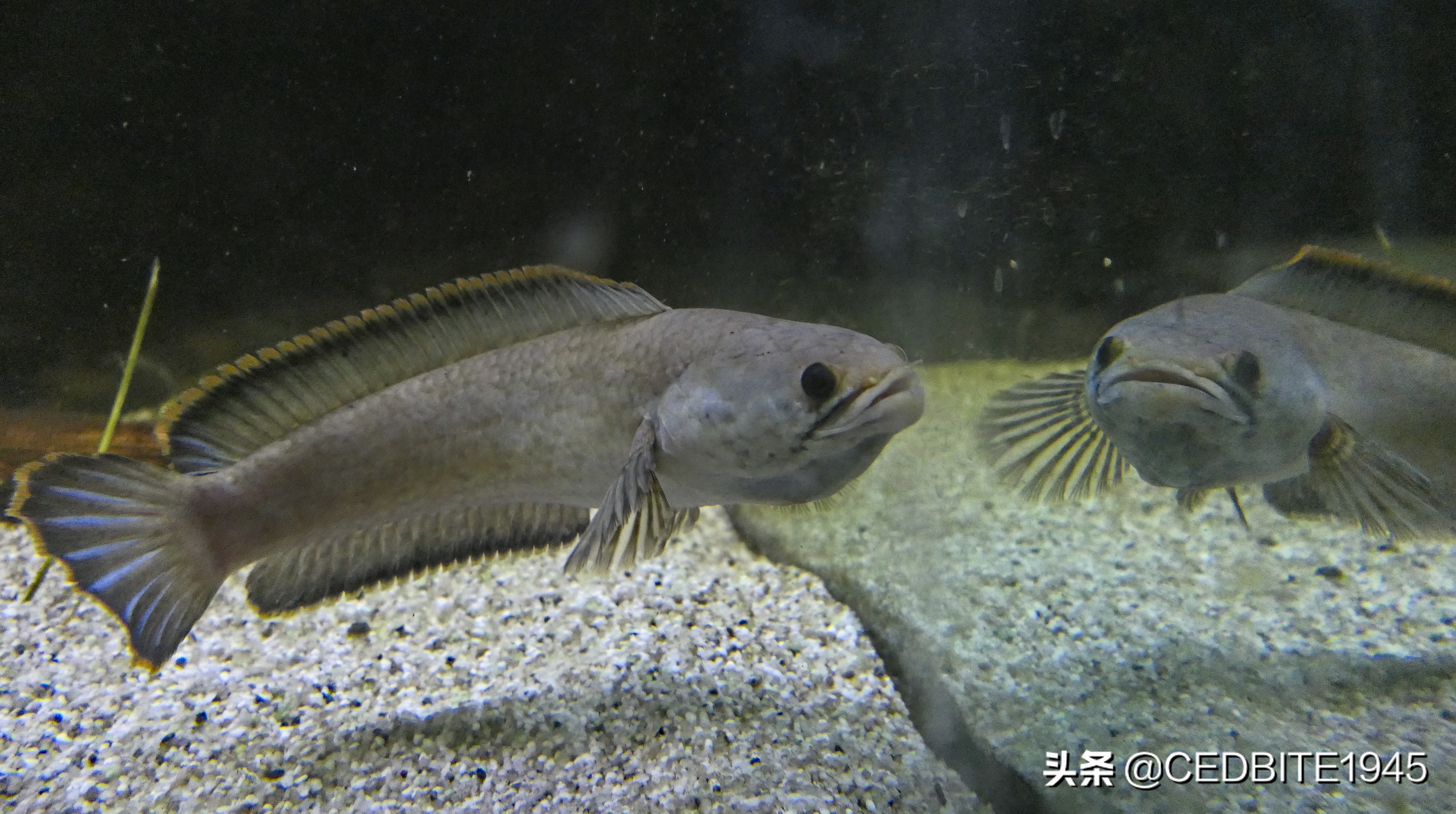 最好养的大型雷龙鱼品种,最适合养的雷龙鱼排名