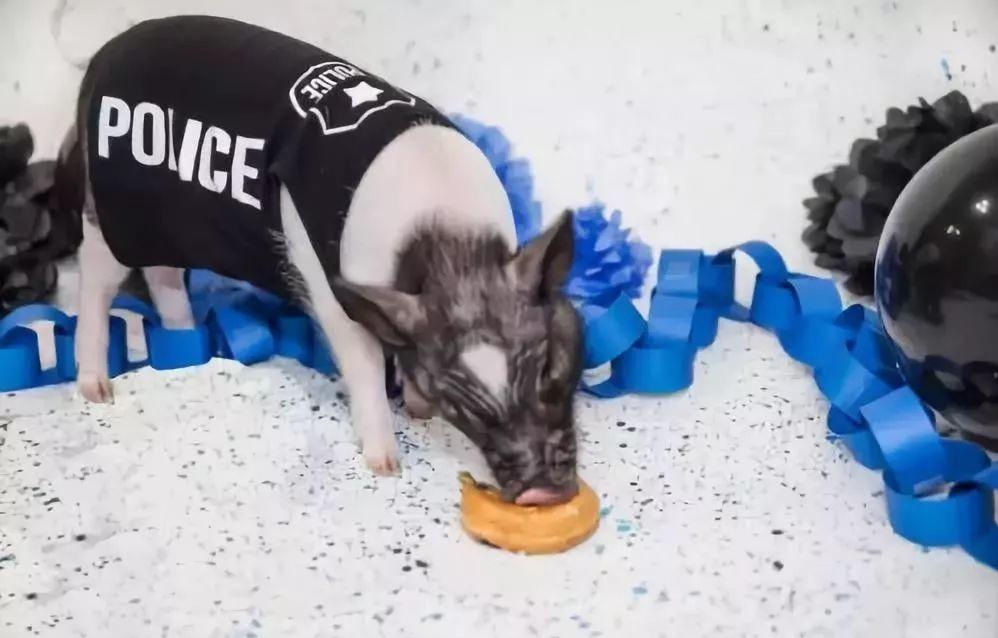 猪是蛇的克星这是真的吗,猪是龙的克星吗