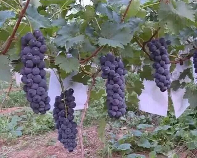 师大附中骄傲,师大附中80周年校庆