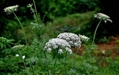赛金莲这产品可信吗,赛金莲含有哪些成分
