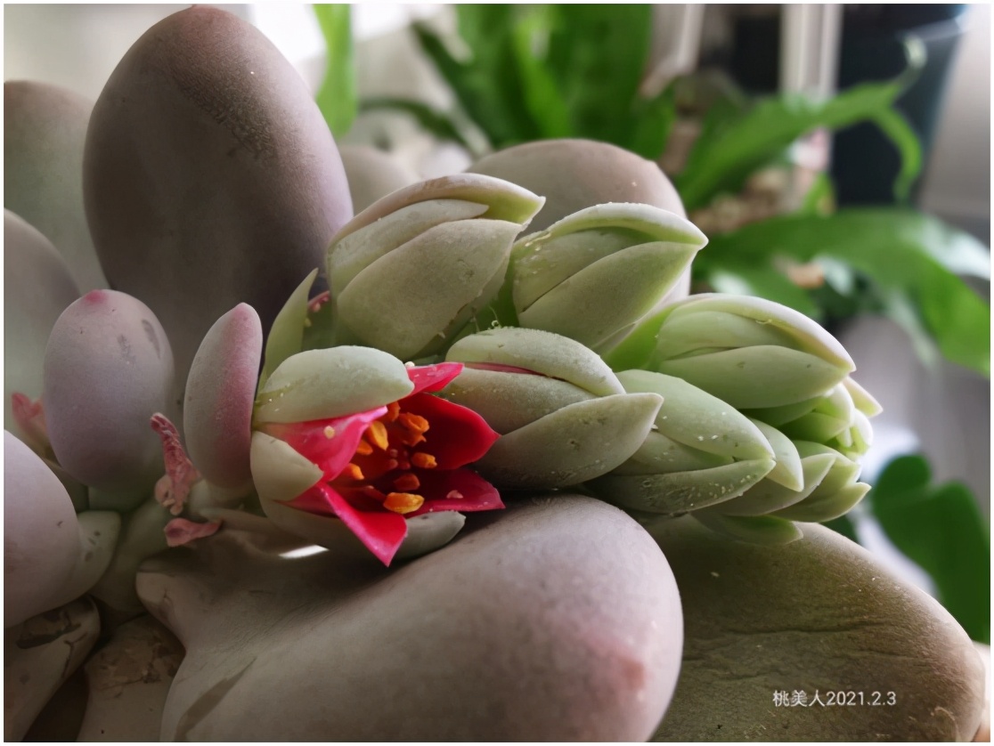 多肉虐我千百遍，我待多肉如初恋