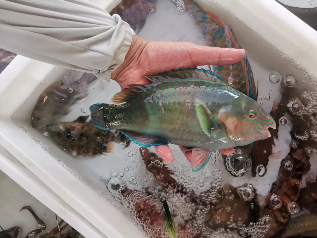 开海季都有什么海鲜,开海了这些生猛海鲜